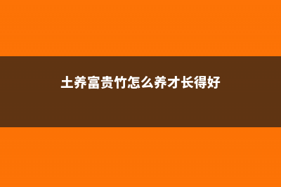 土养富贵竹怎么浇水，土养富贵竹怎么施肥 (土养富贵竹怎么养才长得好)