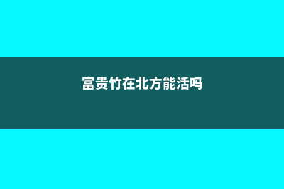 富贵竹在北方怎么过冬，在北方室外能过冬吗 (富贵竹在北方能活吗)