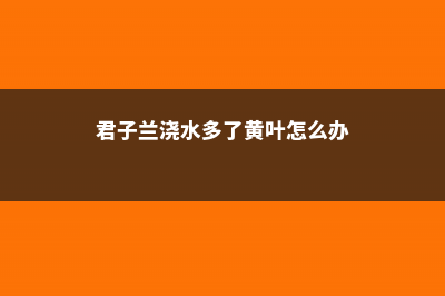 君子兰浇水多了怎么办，叶子发黄是什么原因 (君子兰浇水多了黄叶怎么办)