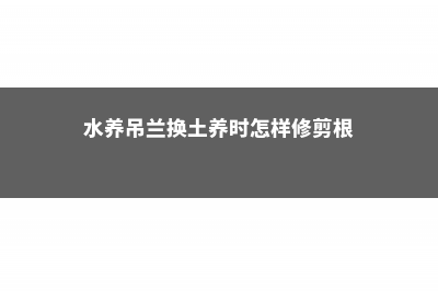 水养吊兰如何换成土养，土养吊兰注意事项 (水养吊兰换土养时怎样修剪根)