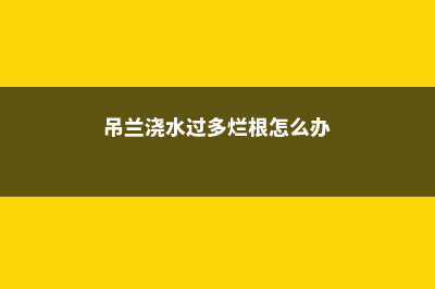 水养吊兰烂根怎么办，烂根的吊兰可以水养吗 (吊兰浇水过多烂根怎么办)