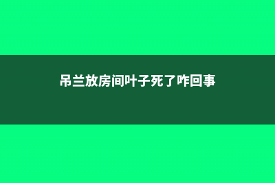 吊兰在室内叶子发黄怎么回事，吊兰在北方冬天怎么养 (吊兰放房间叶子死了咋回事)