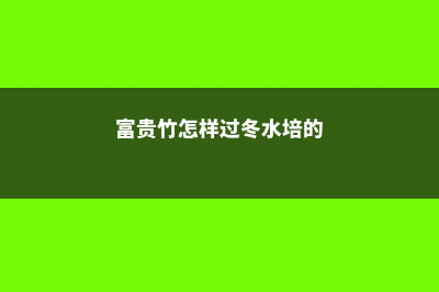 富贵竹如何过冬，富贵竹过冬最低温度 (富贵竹怎样过冬水培的)