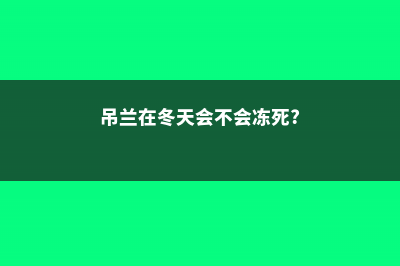 吊兰在冬天会不会冻死，吊兰在室内对人体有害吗 (吊兰在冬天会不会冻死?)