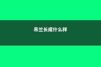 吊兰长出来的分枝还要剪掉吗，吊兰长出小吊兰怎么剪 (吊兰长成什么样)