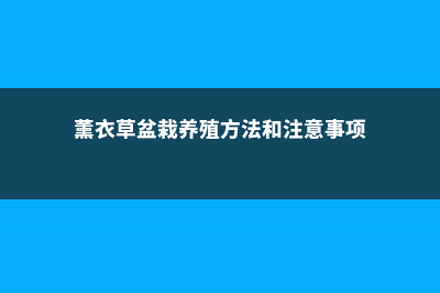 薰衣草盆栽好养吗，哪种薰衣草适合盆栽 (薰衣草盆栽养殖方法和注意事项)