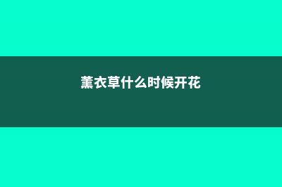 薰衣草什么时候施肥，薰衣草怎么施肥 (薰衣草什么时候开花)