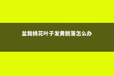 盆栽桃花叶子发黄脱落怎么办，桃花叶子发黄是怎么回事 (盆栽桃花叶子发黄脱落怎么办)