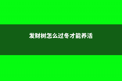 发财树怎么过冬，叶子发黄是怎么回事 (发财树怎么过冬才能养活)