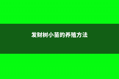 发财树小苗的养殖方法，小苗什么时候打顶 (发财树小苗的养殖方法)