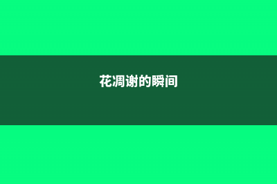 花朵凋谢后的风信子怎么养，开花后第二年还能开花吗 (花凋谢的瞬间)