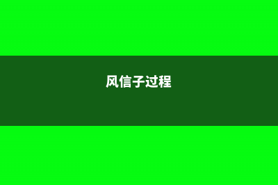 风信子怎么度过冬天，冬天会被冻死吗 (风信子过程)