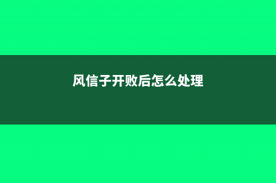 风信子一直不开花怎么办，风信子开花持续多长时间 (风信子开败后怎么处理)