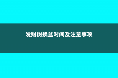 发财树换盆时间，换盆后多久浇水 (发财树换盆时间及注意事项)