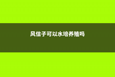 风信子可以水培吗，风信子水培如何养 (风信子可以水培养殖吗)