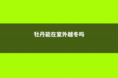 牡丹能在户外过冬吗，能耐多少度低温 (牡丹能在室外越冬吗)