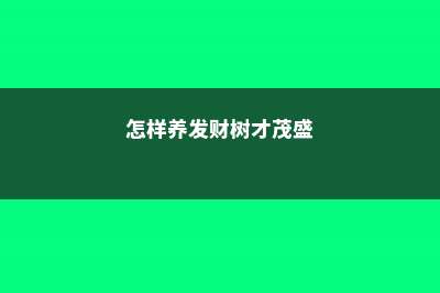 怎样养发财树（附养殖技巧） (怎样养发财树才茂盛)