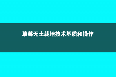 草莓无土栽培方法 (草莓无土栽培技术基质和操作)