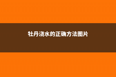 牡丹浇水的正确方法，浇水过多会出现什么现象 (牡丹浇水的正确方法图片)