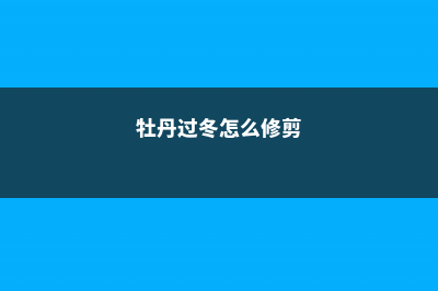 牡丹冬天怎么修剪，冬天会冻死吗 (牡丹过冬怎么修剪)