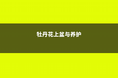 牡丹怎么上盆，盆栽牡丹换盆的最佳时间 (牡丹花上盆与养护)