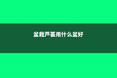 盆栽芦荟选择什么土，如何养护芦荟 (盆栽芦荟用什么盆好)