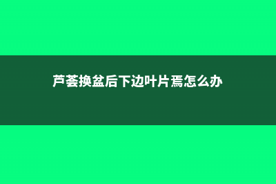 芦荟换盆后不适应是什么原因，怎么办 (芦荟换盆后下边叶片焉怎么办)