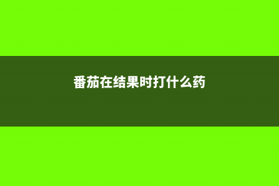 番茄结果期施什么肥好，如何施肥 (番茄在结果时打什么药)