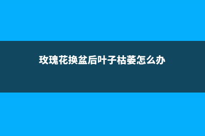 玫瑰花换盆后叶子发黄怎么处理，换盆以后不发新枝怎么办 (玫瑰花换盆后叶子枯萎怎么办)