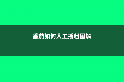 番茄如何人工授粉，怎样给大棚番茄授粉 (番茄如何人工授粉图解)