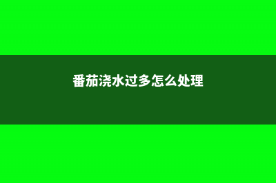 番茄浇水过多怎么办，浇水过多的症状 (番茄浇水过多怎么处理)