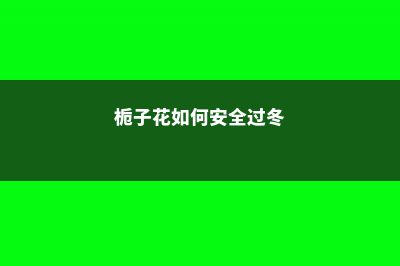 栀子花怎样安全度过冬天，栀子花冬天开花吗 (栀子花如何安全过冬)