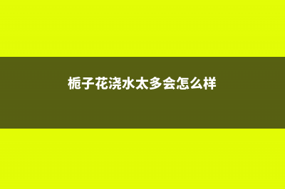 栀子花浇水太多会死吗，栀子花平时怎么浇水 (栀子花浇水太多会怎么样)