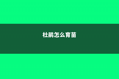 杜鹃小苗怎样栽成活率高，小苗间距为多少合适 (杜鹃怎么育苗)