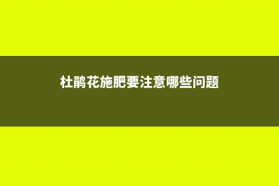 杜鹃施肥如何施肥，施肥过量怎么办 (杜鹃花施肥要注意哪些问题)