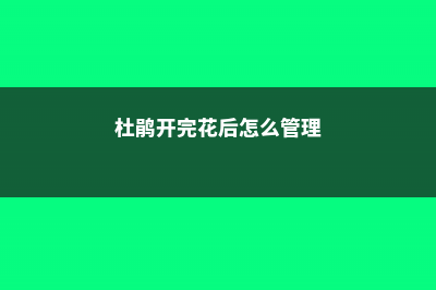 杜鹃开花后如何养护，开花的时候可以喷水吗 (杜鹃开完花后怎么管理)