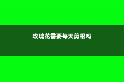 玫瑰花需要每天浇水吗，浇水可以用自来水吗 (玫瑰花需要每天剪根吗)