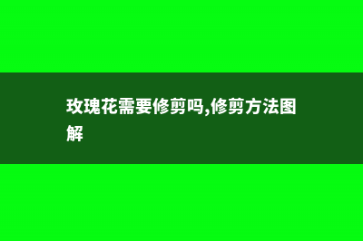 玫瑰花需要修剪吗，修剪方法图解 (玫瑰花需要修剪吗,修剪方法图解)