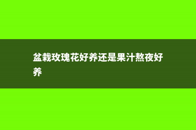 盆栽玫瑰花好养吗，如何护理 (盆栽玫瑰花好养还是果汁熬夜好养)