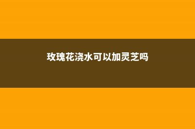 玫瑰花浇水可以撒到它的叶子上吗，浇水过多怎么办 (玫瑰花浇水可以加灵芝吗)