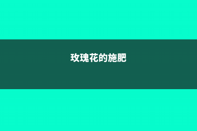 玫瑰花施肥施什么肥料，施肥太多了怎么办 (玫瑰花的施肥)