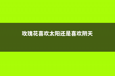 玫瑰花喜欢太阳晒吗，可以放在太阳下晒吗 (玫瑰花喜欢太阳还是喜欢阴天)