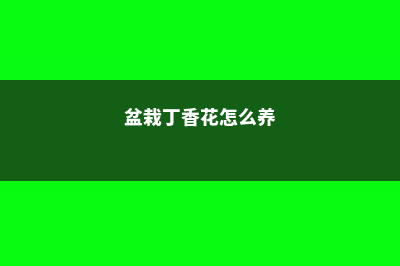 盆栽丁香花怎么过冬，冬天丁香花的叶子会掉光吗 (盆栽丁香花怎么养)