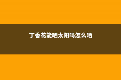 丁香花能晒太阳吗，丁香花晒太阳会导致黄叶吗 (丁香花能晒太阳吗怎么晒)