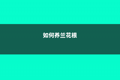 怎么养兰花根能再发芽，有芽了怎么种植 (如何养兰花根)