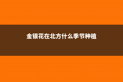 金银花在北方的室外能过冬吗，北方户外如何过冬 (金银花在北方什么季节种植)