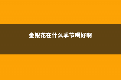 金银花在什么季节开放，采摘时间在什么季节 (金银花在什么季节喝好啊)