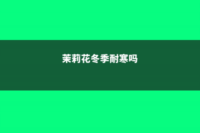 茉莉花安全越冬的方法，茉莉花会被冻死吗 (茉莉花冬季耐寒吗)