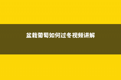 盆栽葡萄如何过冬，冬天怎么办 (盆栽葡萄如何过冬视频讲解)