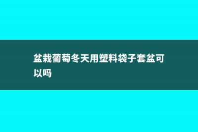 盆栽葡萄冬天用浇水吗，入冬怎么保养 (盆栽葡萄冬天用塑料袋子套盆可以吗)